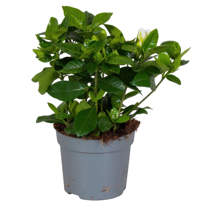 <h4>Gardenia jasminoides</h4>