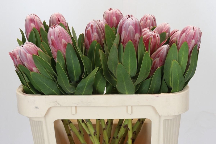 <h4>Protea Carnival</h4>