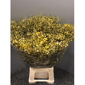 Genista 400gr Col Yellow