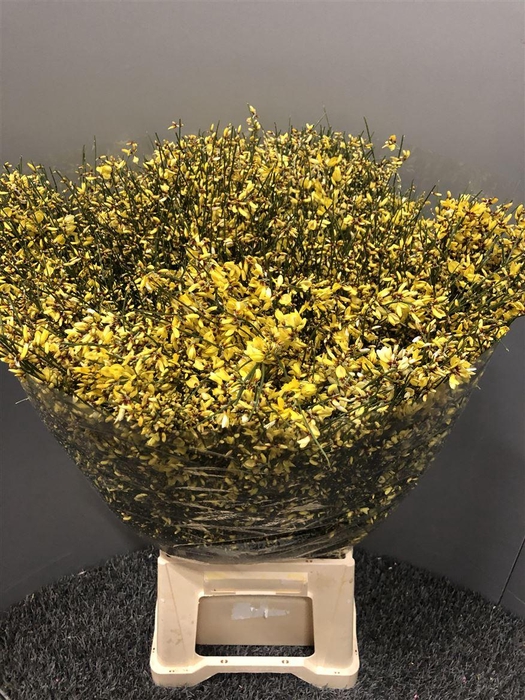 <h4>Genista 400gr Col Yellow</h4>