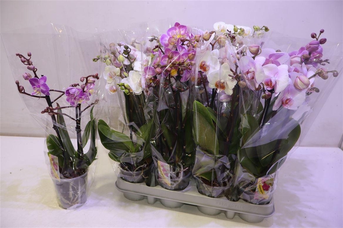 <h4>arr8 Phal Gem</h4>