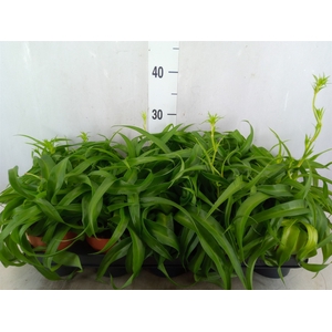 Chlorophytum com. 'Green Bonnie'