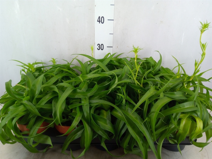 <h4>Chlorophytum com. 'Green Bonnie'</h4>