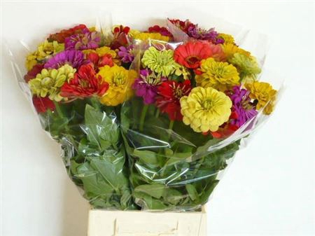 <h4>Zinnia Ov Gem</h4>