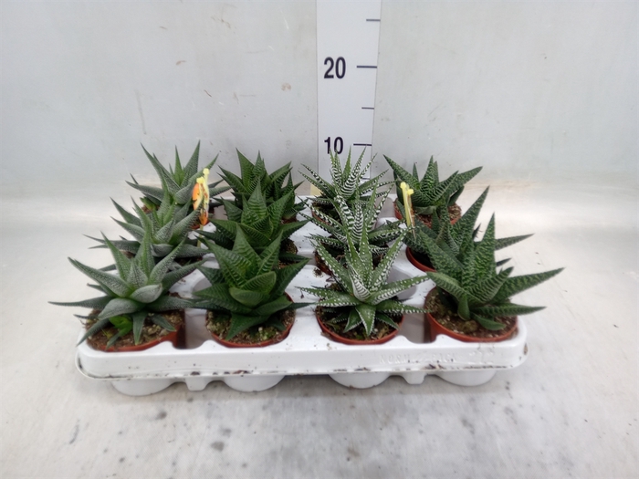 <h4>Haworthia   ...mix</h4>