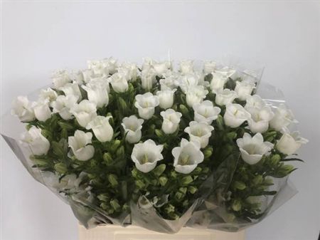 <h4>Camp M Champion White</h4>
