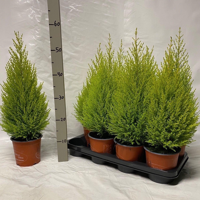<h4>Cupressus macr. Goldcrest Wilma</h4>