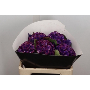 Zijde Wax-Hydrangea Hydr Wax Zijde Rose