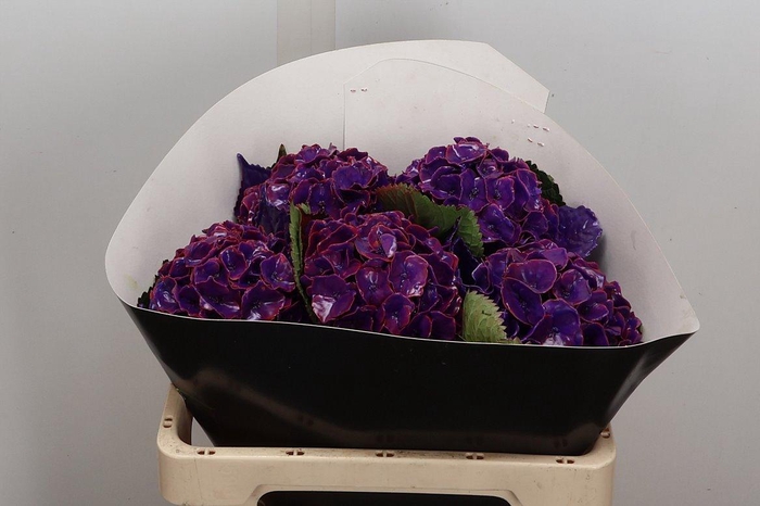 <h4>Zijde Wax-Hydrangea Hydr Wax Zijde Rose</h4>