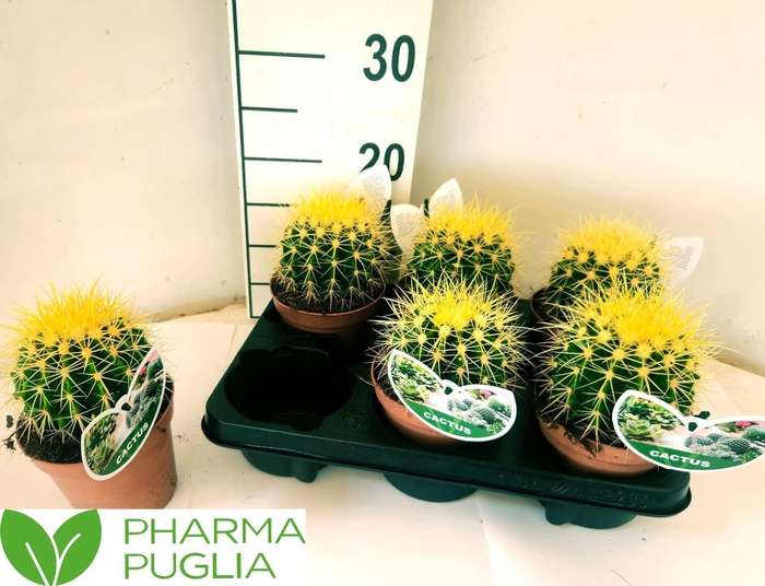 <h4>ECHINOC GRUSONII</h4>