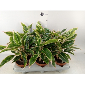 Aglaonema   ...