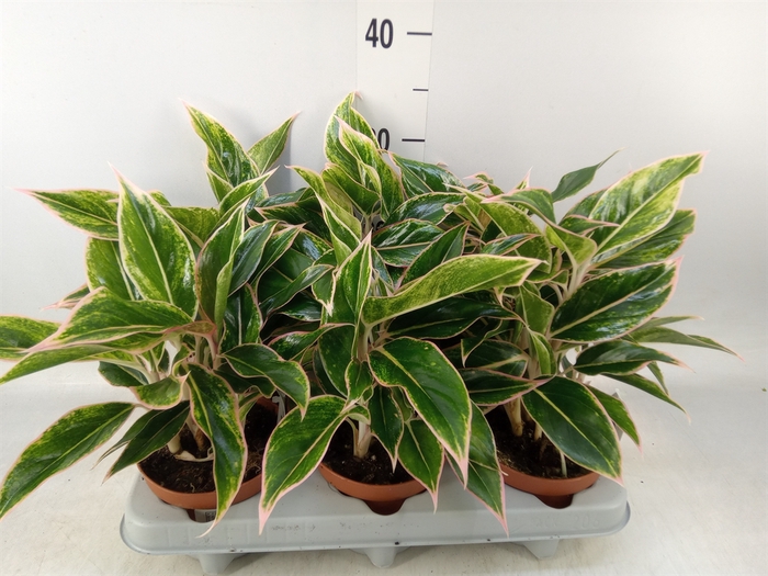 <h4>Aglaonema   ...</h4>
