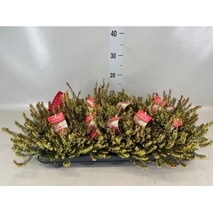 Erica carnea 'Winter Ladies Sarah'