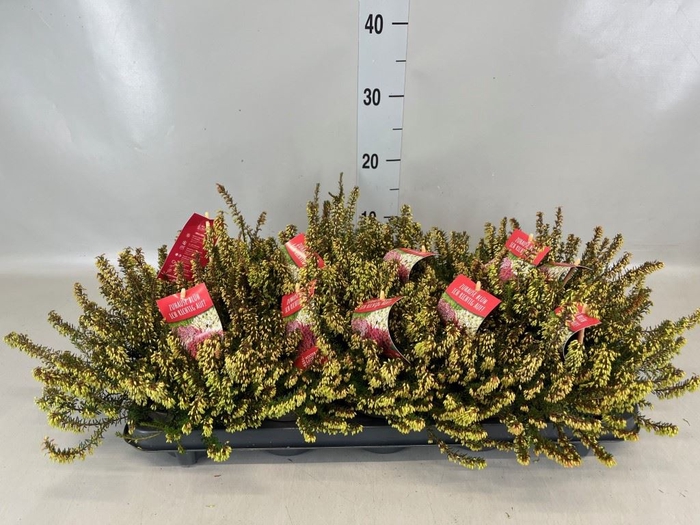 <h4>Erica carnea 'Winter Ladies Sarah'</h4>