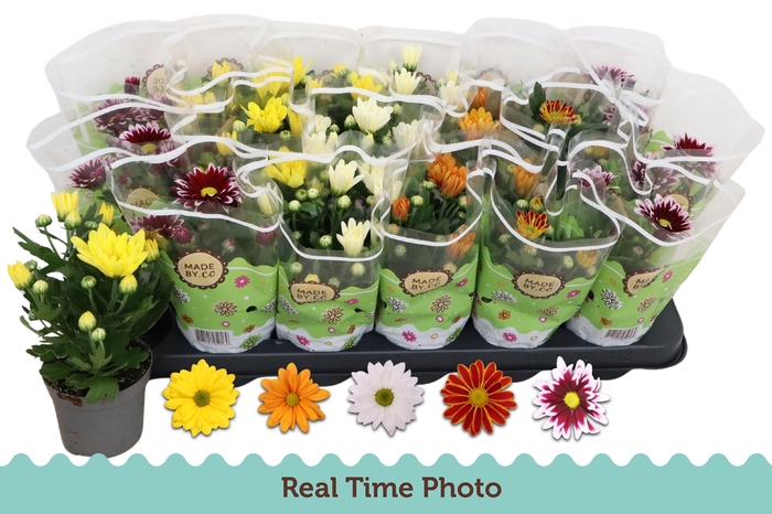 <h4>CHRYS GEM 5 KL</h4>