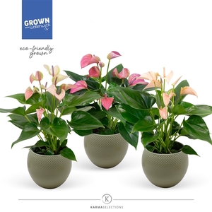 Anthurium - KARMA Pink mix | sierpot + patroon