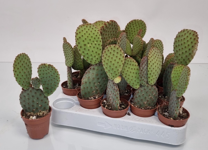 OPUNTIA MICRODASYS