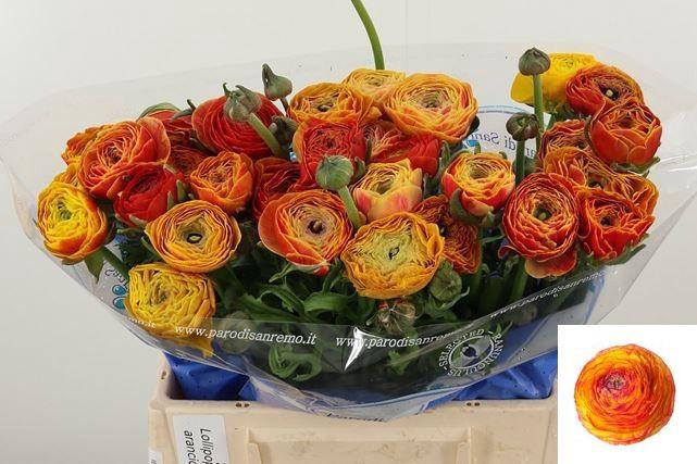 <h4>RAN SU LAMBADA</h4>