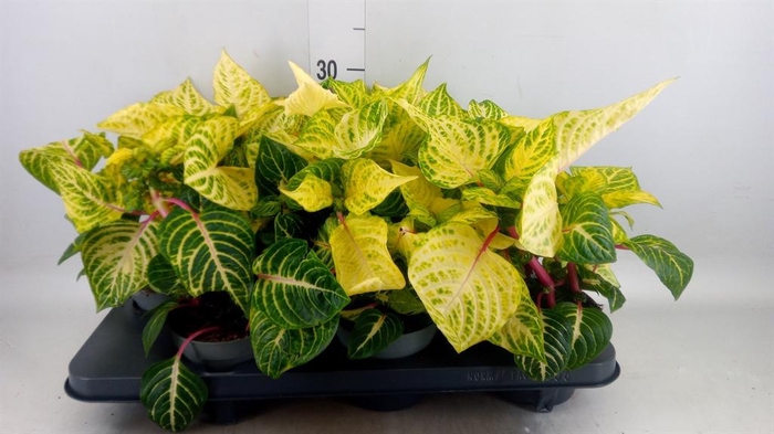 <h4>Iresine herbstii 'Rich Goldstar'</h4>