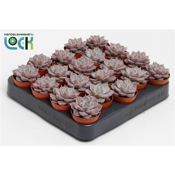 <h4>Echeveria Lola</h4>