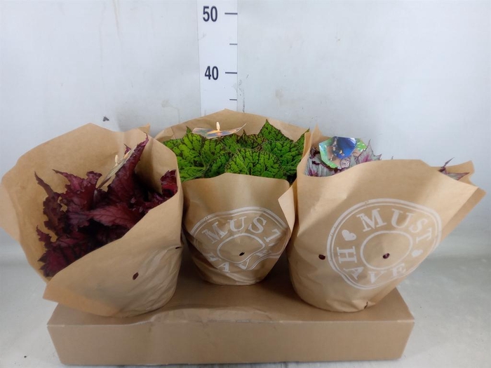 <h4>Begonia BD 'Beleaf'   ...mix</h4>