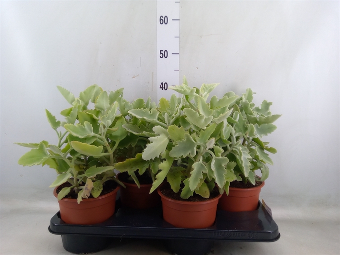 <h4>Kalanchoe NF beharensis</h4>
