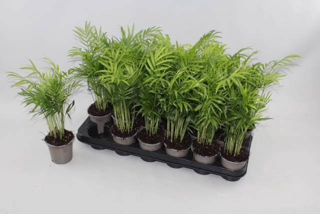 <h4>CHAMAED ELEGANS</h4>