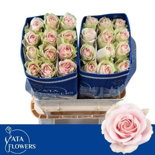 <h4>R GR FRUTTETO</h4>