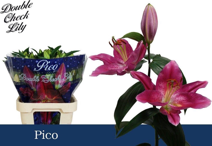 <h4>LI OR PICO 3+</h4>