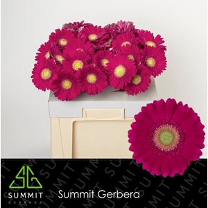 Gerbera Ambassador Water