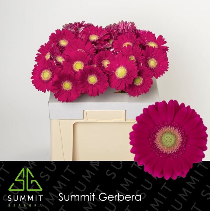 <h4>Gerbera Ambassador Water</h4>