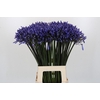 Agapanthus Dr Brouwer