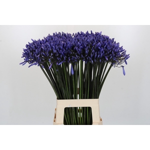 Agapanthus Dr Brouwer