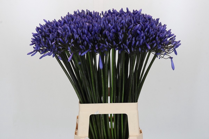 Agapanthus Dr Brouwer