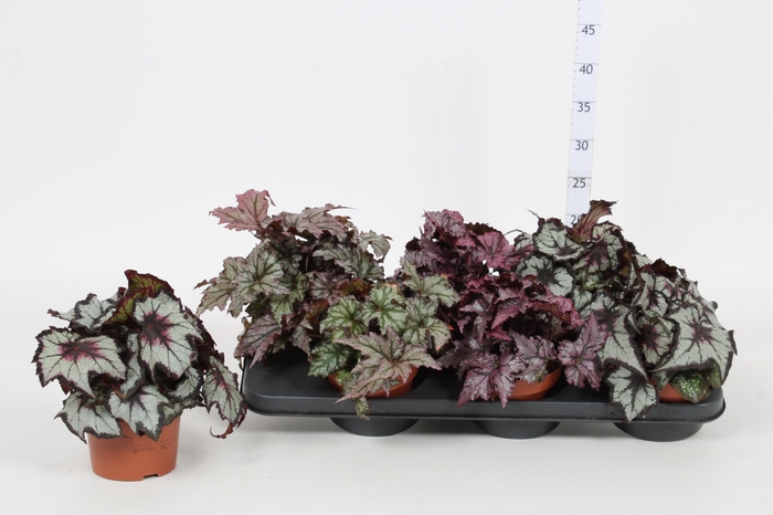 <h4>BEG REX GRP GEM</h4>