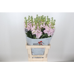 Matthiola Iron Cherryblossom