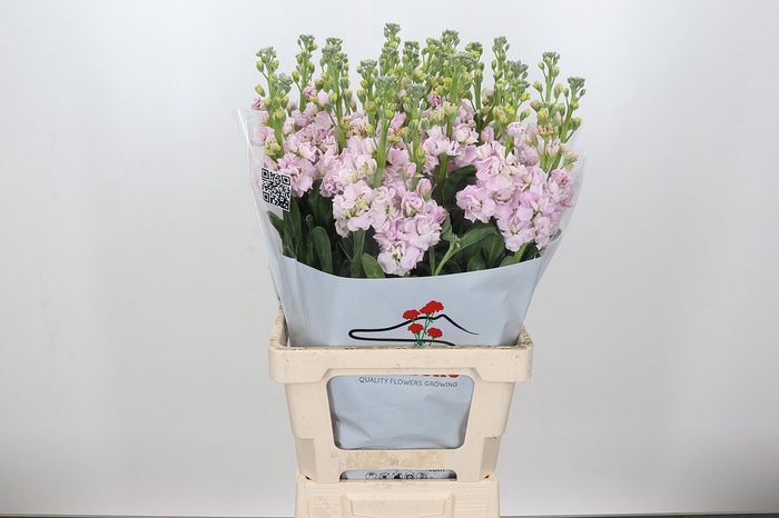 Matthiola Iron Cherryblossom