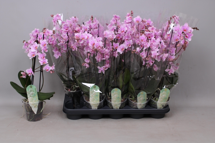 <h4>PHAL MF ROSANNE 3 TAK</h4>