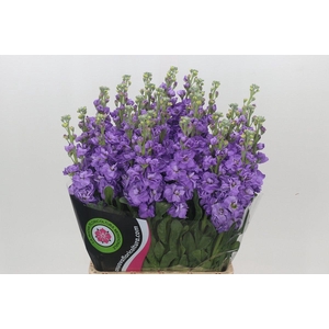 Matthiola Iron Blue