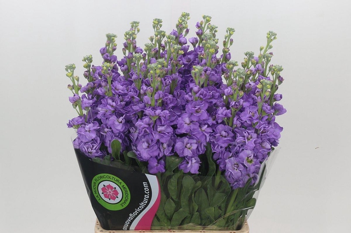 <h4>Matthiola Iron Blue</h4>