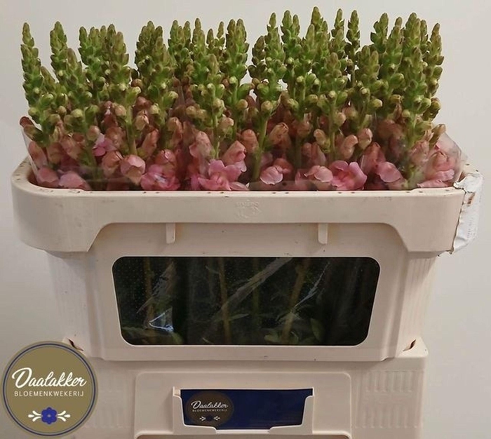<h4>Antir Avignon Rose</h4>
