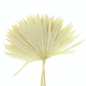 Dried Palm Sun Bleached White