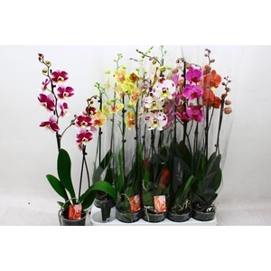 PHAL GEM 7 KL
