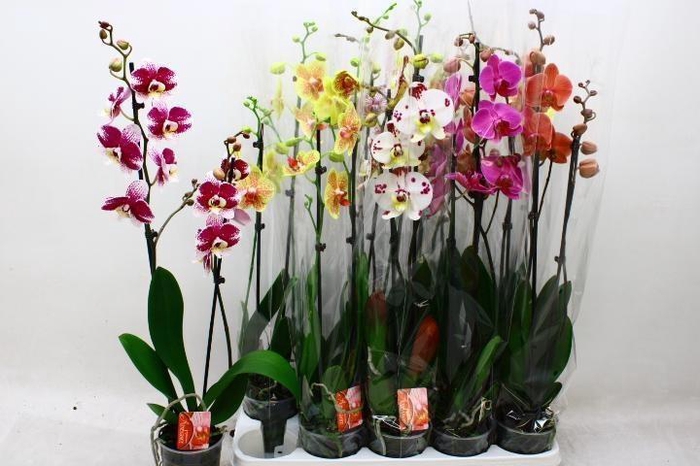 <h4>PHAL GEM 7 KL</h4>