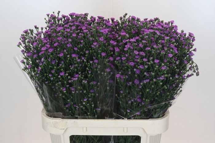 <h4>Aster Baby Pink</h4>