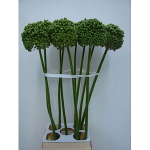 ALLIUM BA GREEN CRAZ