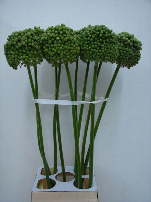 <h4>ALLIUM BA GREEN CRAZ</h4>