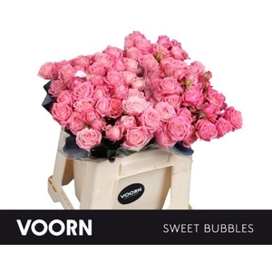 Rosa spray sweet bubbles