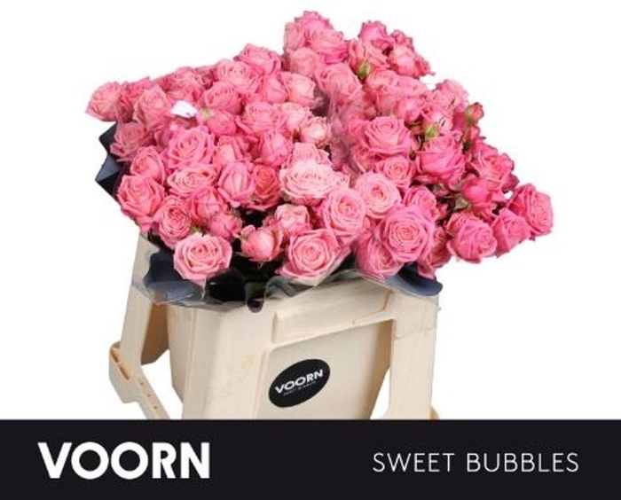 <h4>Rosa spray sweet bubbles</h4>