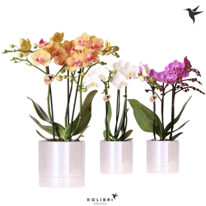 Kolibri Orchids Phalaenopsis mix 3 spike in Disco pot